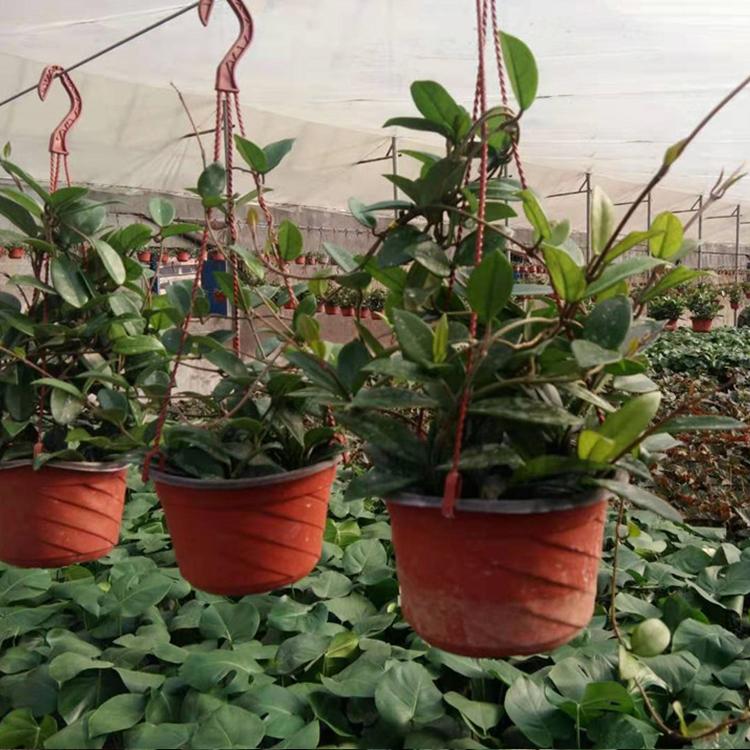 球兰盆栽 攀爬盆栽球兰基地直供 凯洋花卉 优良的花卉中培育基地