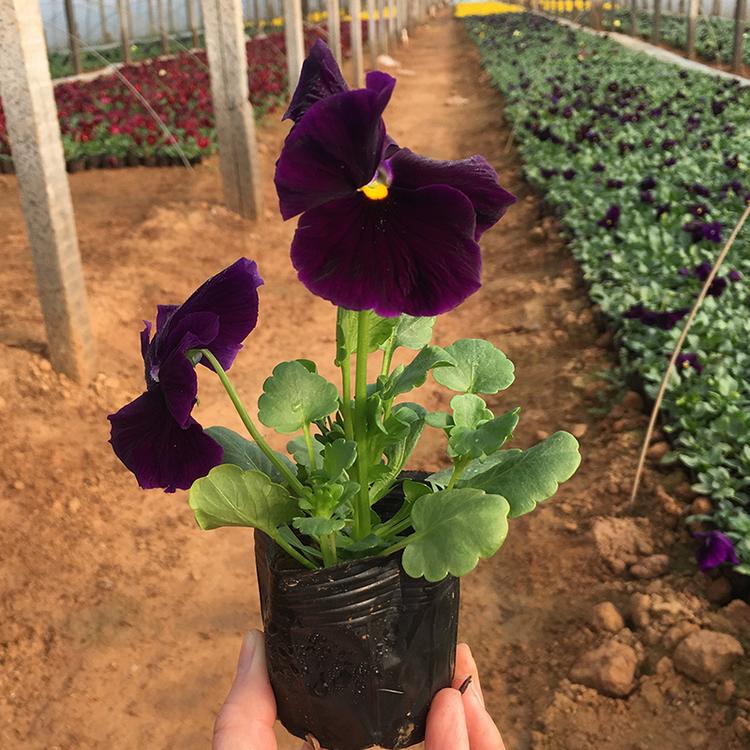 冬季抗冻草花 三色堇 青州草花基地 鸿艺 花海设计 三色堇租摆
