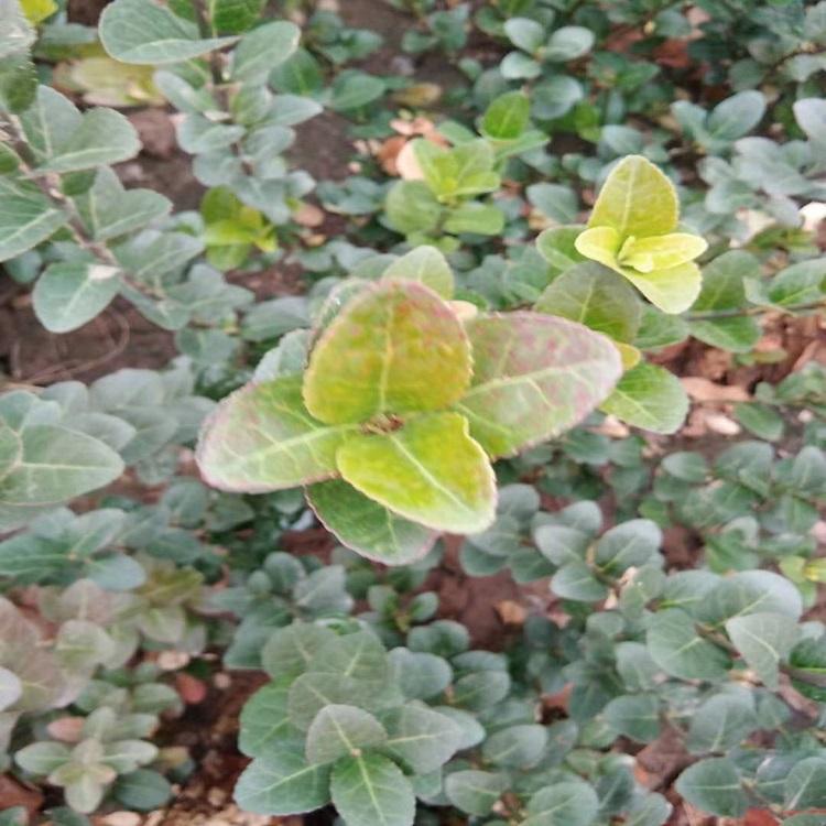 绿化苗木供应  扶芳藤价格  扶芳藤种植