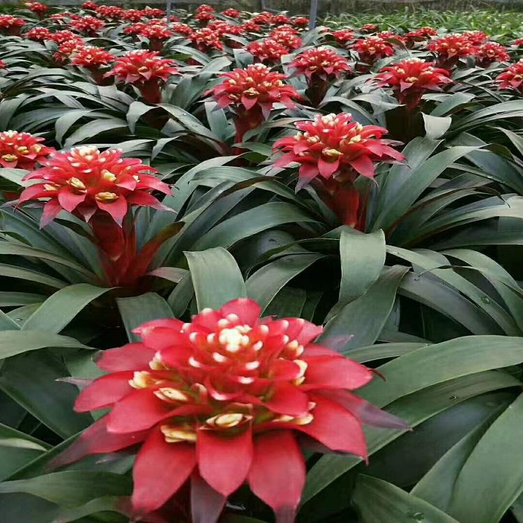 凤梨花价格  山东凤梨花  凤梨花批发