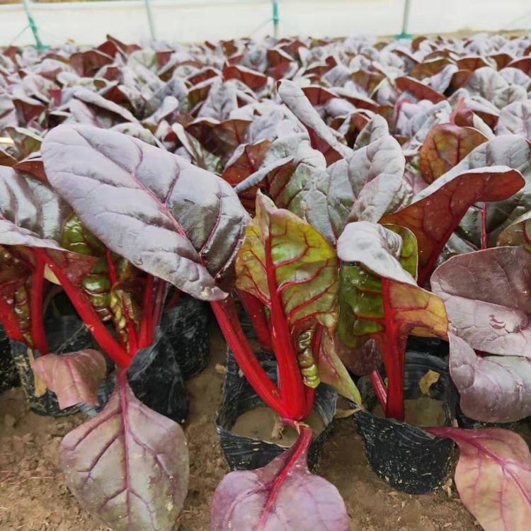 红叶甜菜  山东红叶甜菜种植基地  秋冬季耐寒花卉  红叶甜菜价格