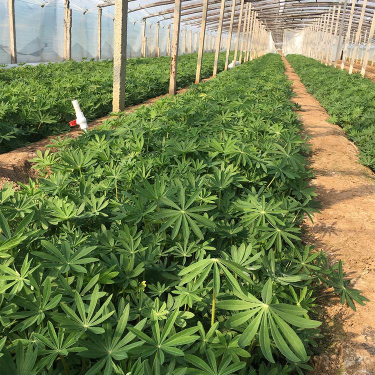 鸿艺 花海设计 鲁冰花苗子 基地批发 多色系鲁冰花 冬季草花