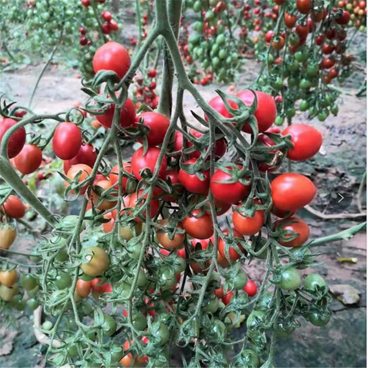 小西红柿苗   抗病毒小西红柿苗  红喜樱桃番茄苗