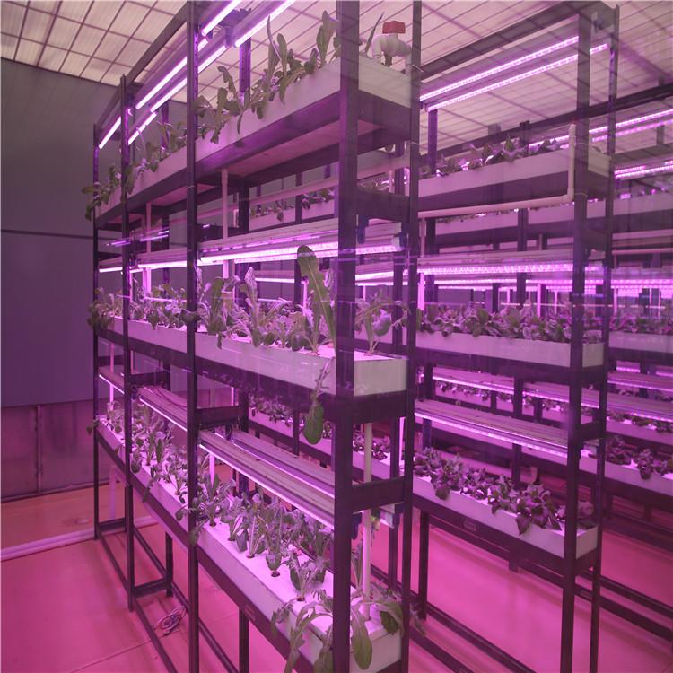 寿光植物工厂 无土栽培设施 立体种植 多层种植 水培蔬菜质量保障