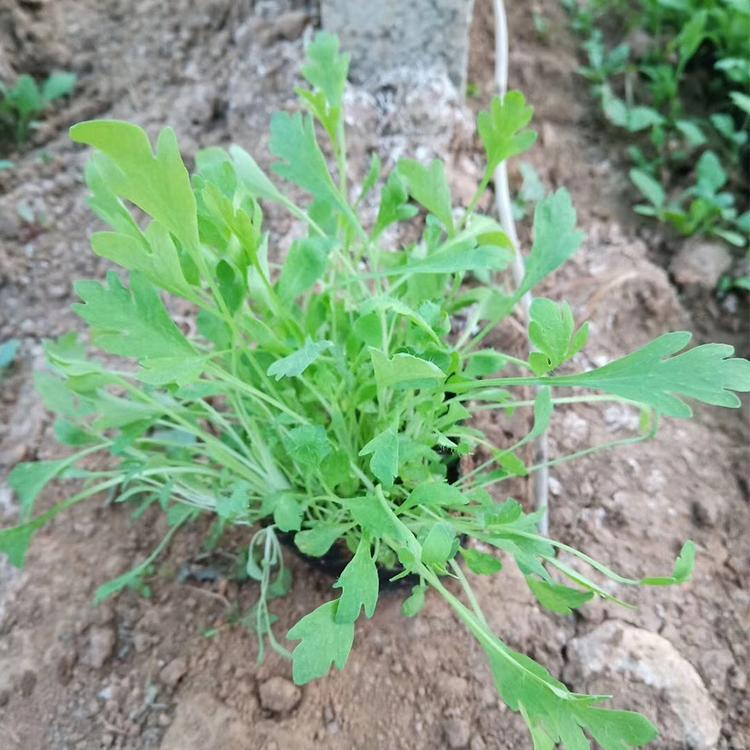 大量供应虞美人 东方虞美人 鸿艺 虞美人种植基地 冰岛虞美人批发