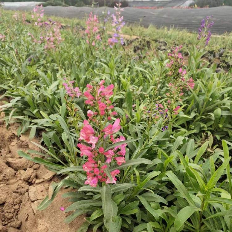 吊钟柳价格 吊钟柳批发 潍坊吊钟柳种植基地 营养钵吊钟柳苗