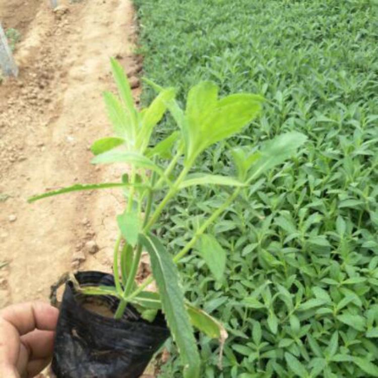 树庆常年出售马鞭草 价格优惠 放心选购