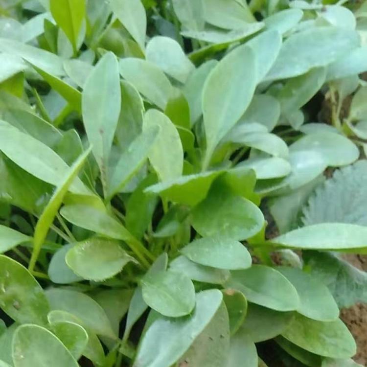基地直销金鸡菊   金鸡菊批发价格    鑫炜景