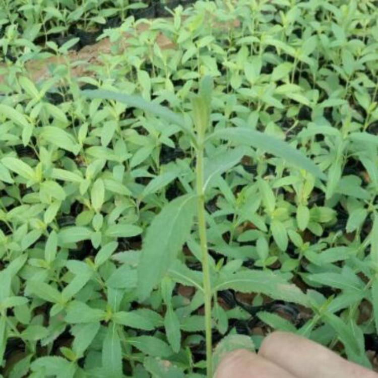 马鞭草供应商  树庆
