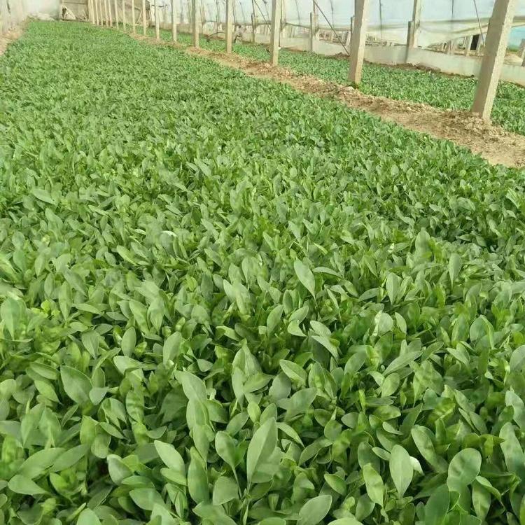 青州金鸡菊    金鸡菊批发    金鸡菊报价   鑫炜景
