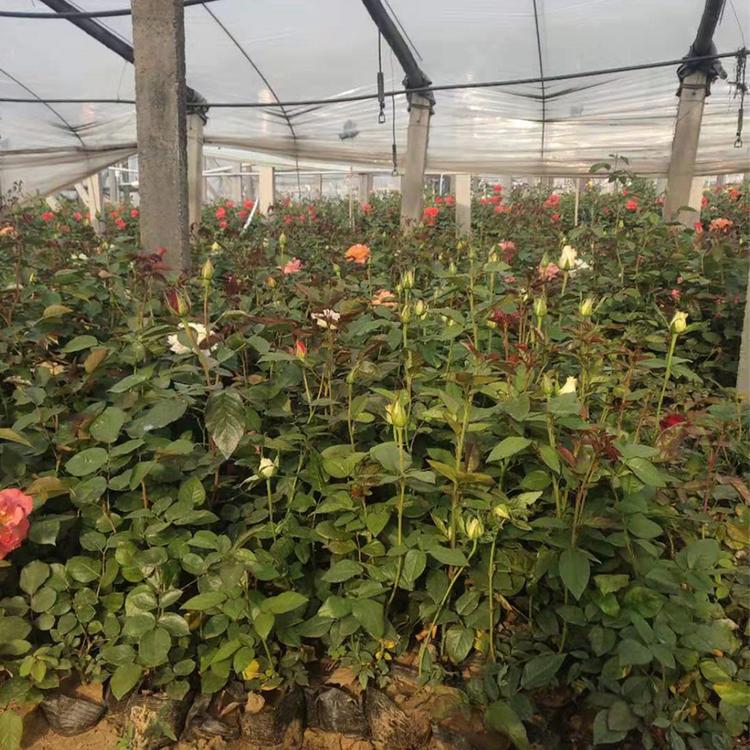 山东基地供应   大花月季基地直销 新疆月季 品种月季 红帽月季 卡罗拉 丰花月季月季批发 月季基地