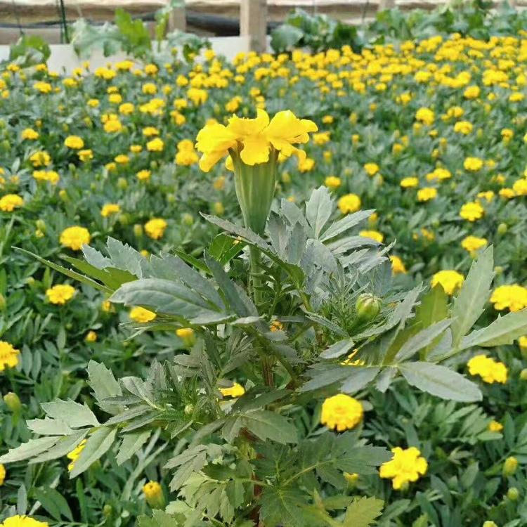 基地直销孔雀草      孔雀草基地价格    孔雀草批发价格