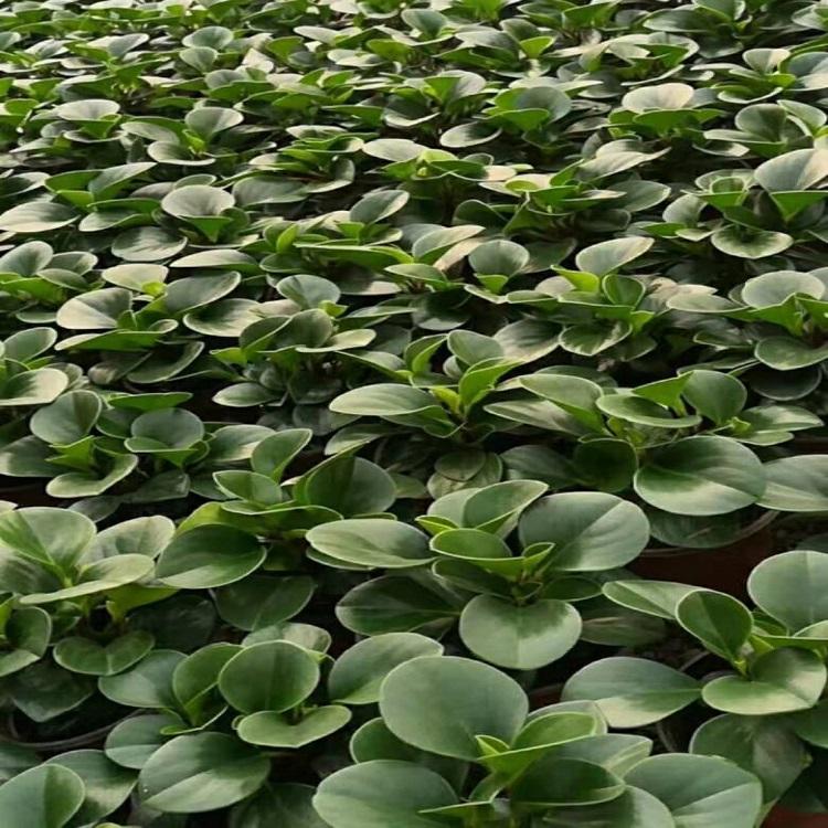 大量供应碧玉  绿化用碧玉  碧玉批发价格