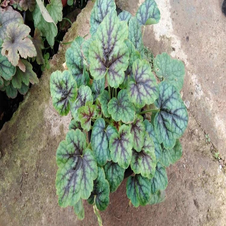 矾根种植 矾根价格 推荐矾根