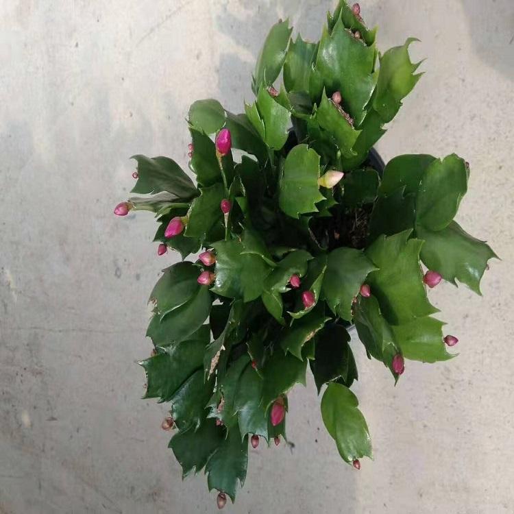 大量供应蟹爪兰  蟹爪兰批发价格