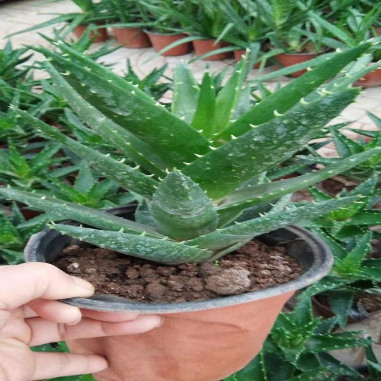 芦荟批发价格 芦荟基地 种植芦荟