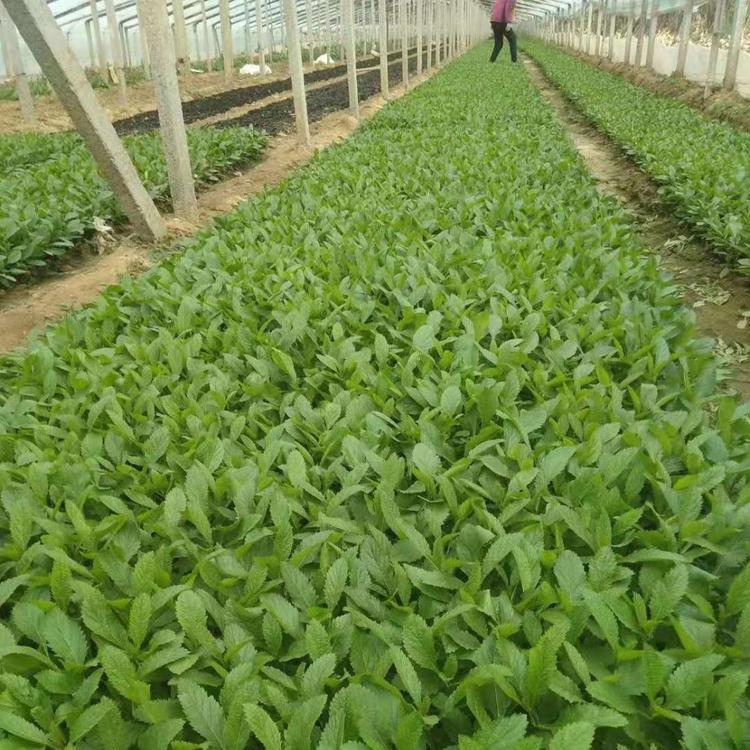 柳叶马鞭草 花海用的马鞭草价格 大量种植马鞭草的基地苗圃