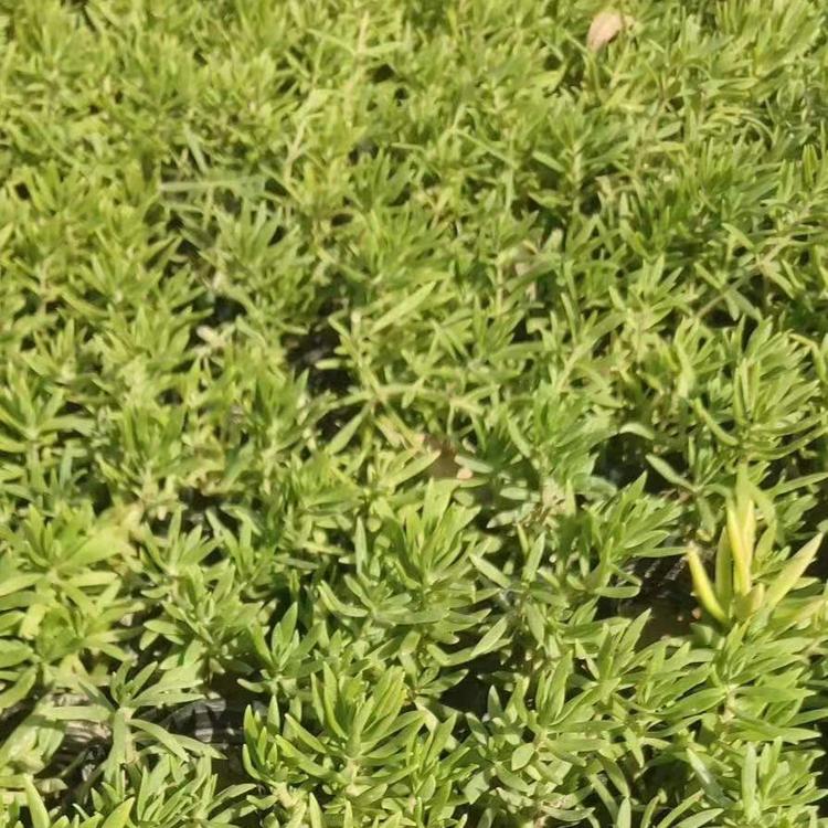 佛甲草杯苗价格 佛甲草采购基地 钰艺 大量处理佛甲草 金黄色的佛甲草