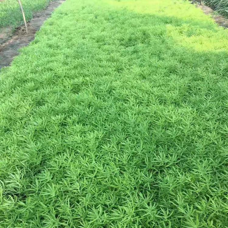 绿色佛甲草 绿化用佛甲草基地 佛甲草采购苗圃 便宜的佛甲草