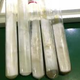羊肚菌母种 高纯度 专业高产 包技术 包回收