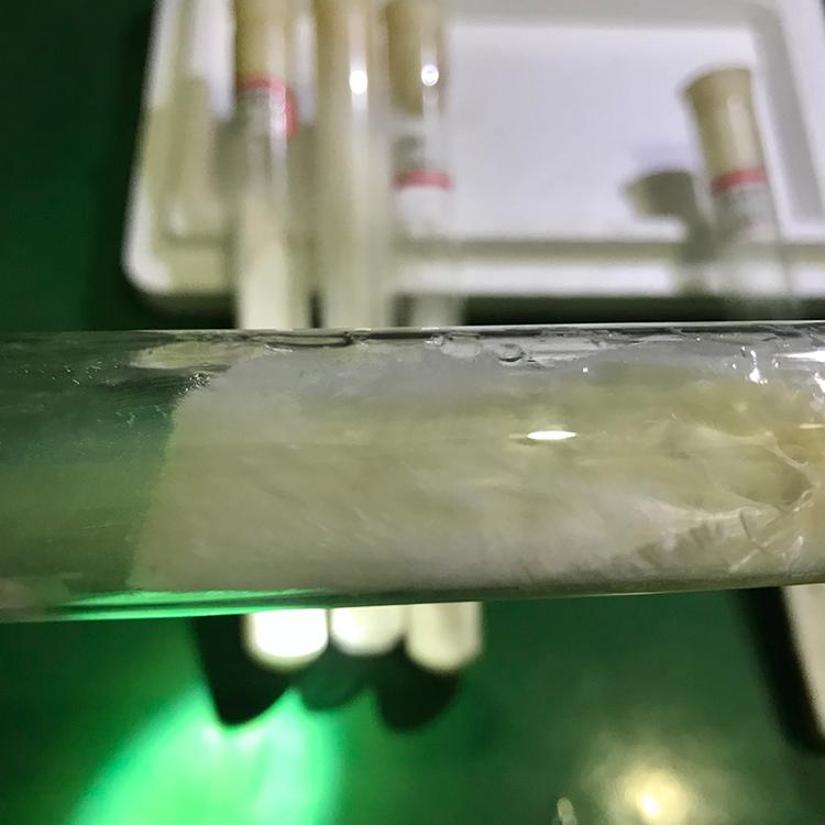 优选六妹系列羊肚菌母钟、原种、栽培种，菌核密活性强产量稳，提供技术指导