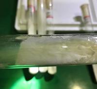 优选六妹系列羊肚菌母钟、原种、栽培种，菌核密活性强产量稳，提供技术指导