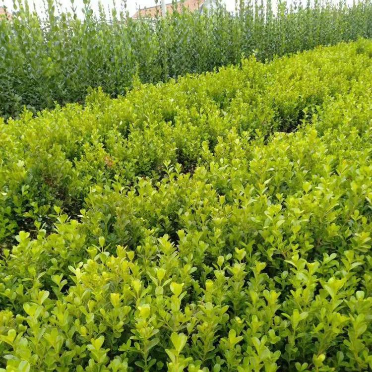 绿化用小叶黄杨种植基地 山东青州小叶黄杨批发价格 露天小叶黄杨苗圃
