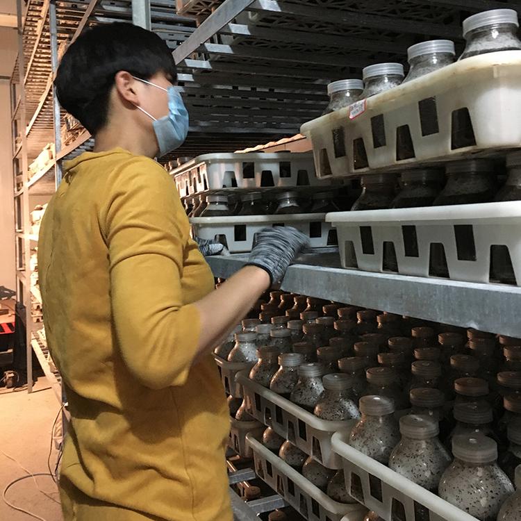 羊肚菌免费种植技术培训 大棚场地服务 包回收