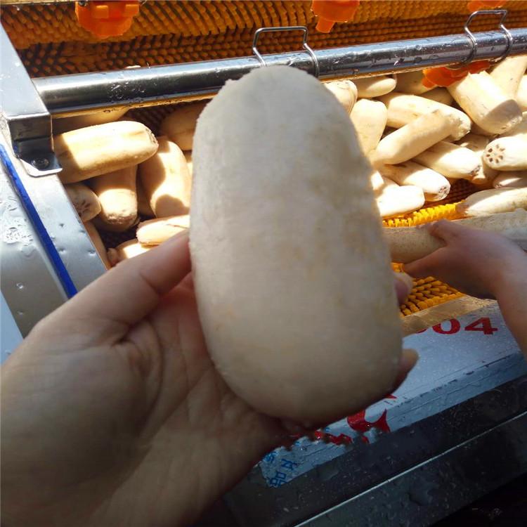山东诸城美康提供小型莲藕去皮清洗机-根茎类作物去皮专用设备