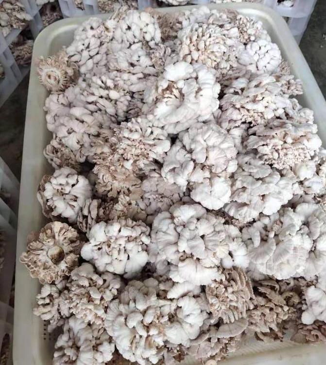 叙永大山深处新鲜白参菌大量供应鲜货干货均有