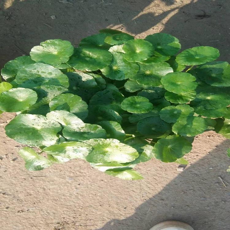山东铜钱草 铜钱草种植   绿化用铜钱草