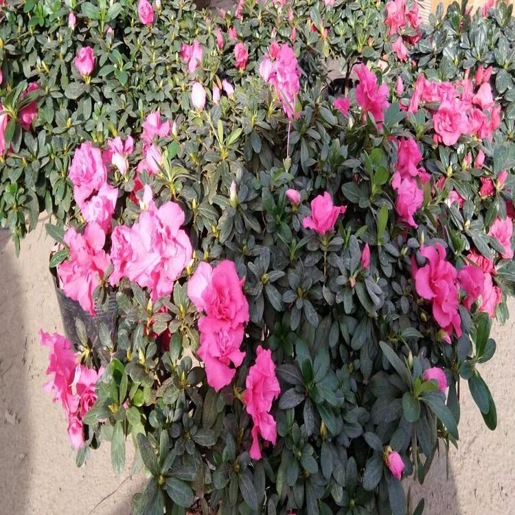 杜鹃花供应  杜鹃花种植基地 杜鹃花批发价格