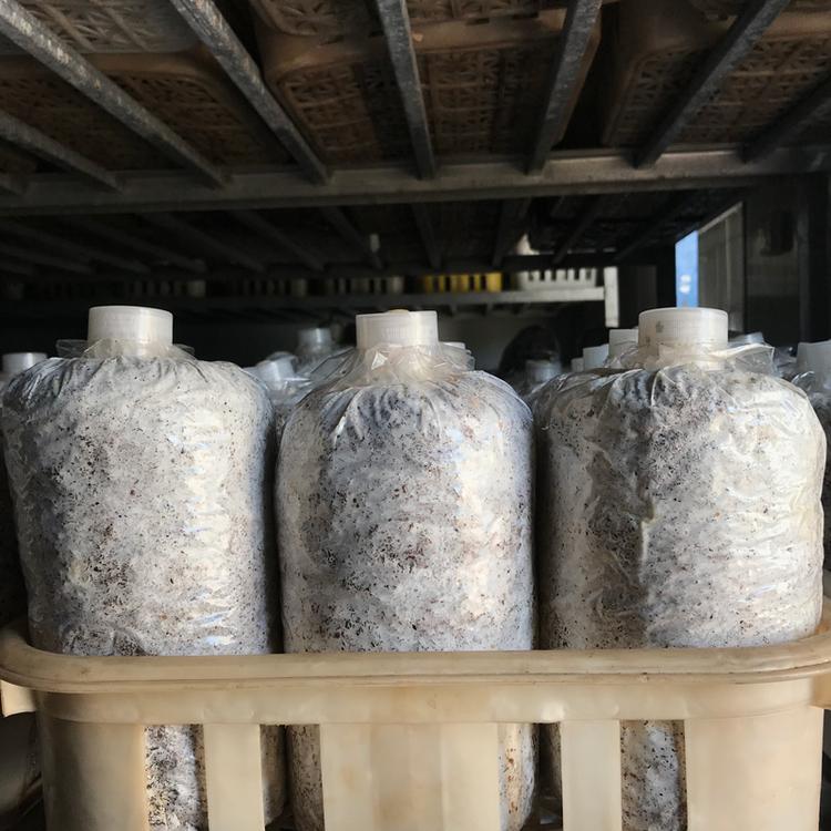 羊肚菌菌种 原种 包技术服务包回收