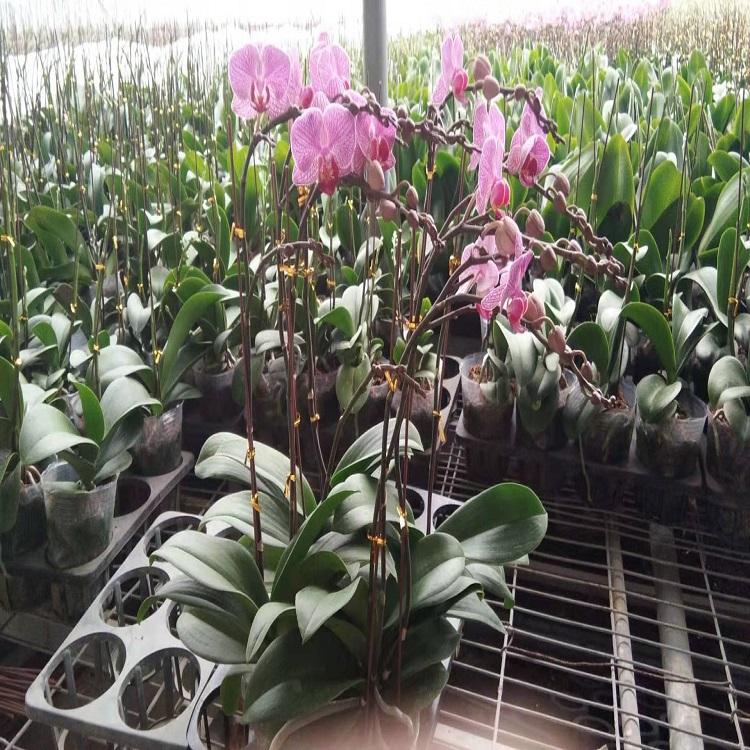 蝴蝶兰供应  蝴蝶兰种植基地 蝴蝶兰批发价格