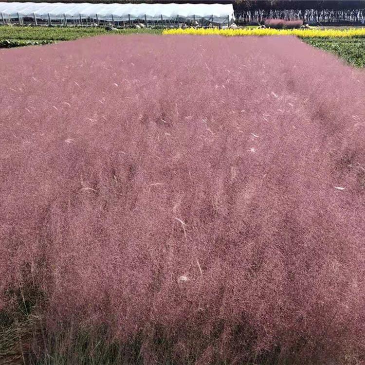 粉黛乱子草 花海景观 乱子草价格 花海打造 国庆花海  粉黛乱子草批发商 粉色花海 花海景观 网红打卡 山东 河北 山西 北京 天津 江苏 浙江 乱子草花海