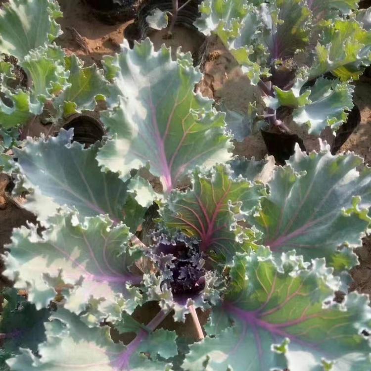 大量供应羽衣甘蓝 冬季抗冻羽衣甘蓝 质优价廉