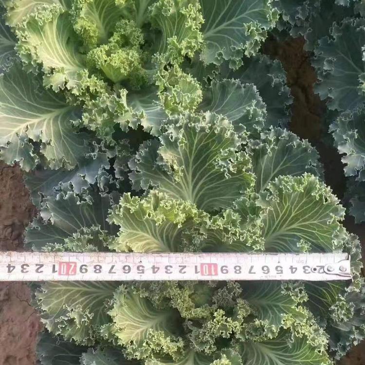 销售羽衣甘蓝 耐寒羽衣甘蓝批发价格