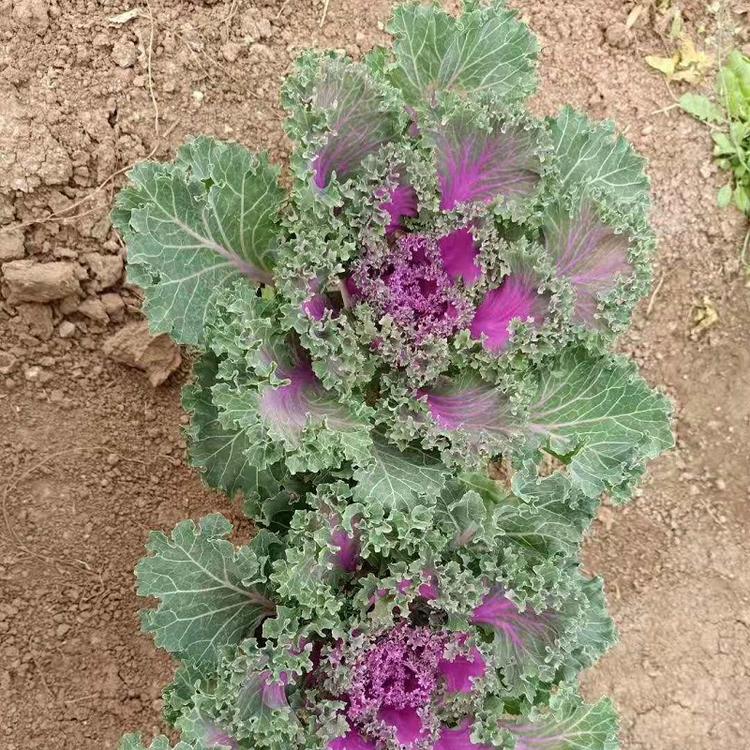 批发彩色植物羽衣甘蓝 青州顺和羽衣甘蓝基地 羽衣甘兰价格