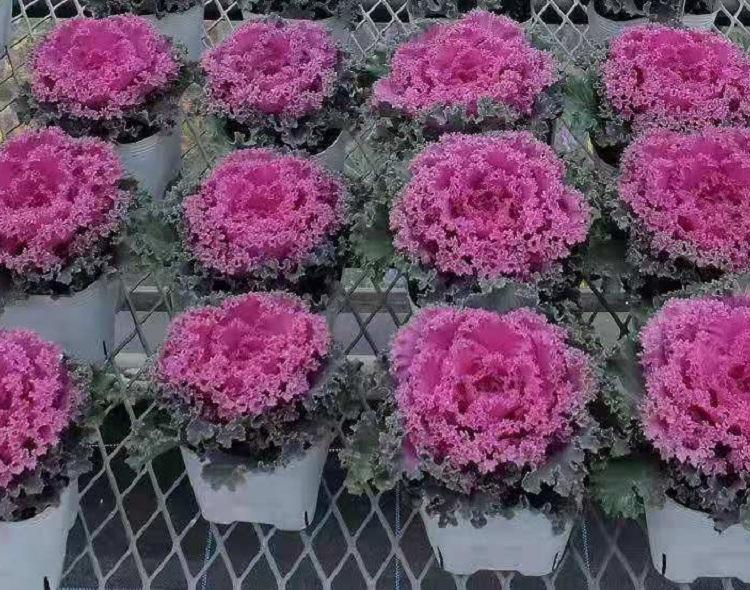 羽衣甘蓝价格  时令草花 栽培环境经销商羽衣甘蓝