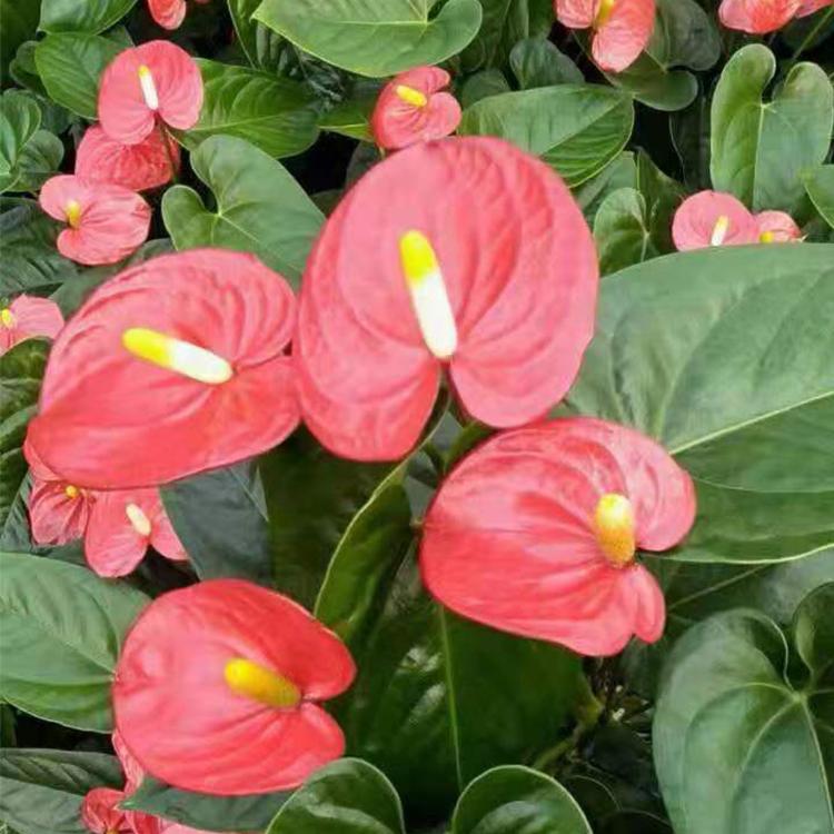 红掌大量供应  红掌盆栽 凯洋 基地种植观花植物红掌