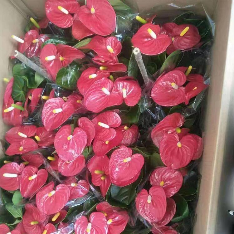 红掌盆栽价格 室内绿化植物红掌 青州凯洋花卉大量供应红掌