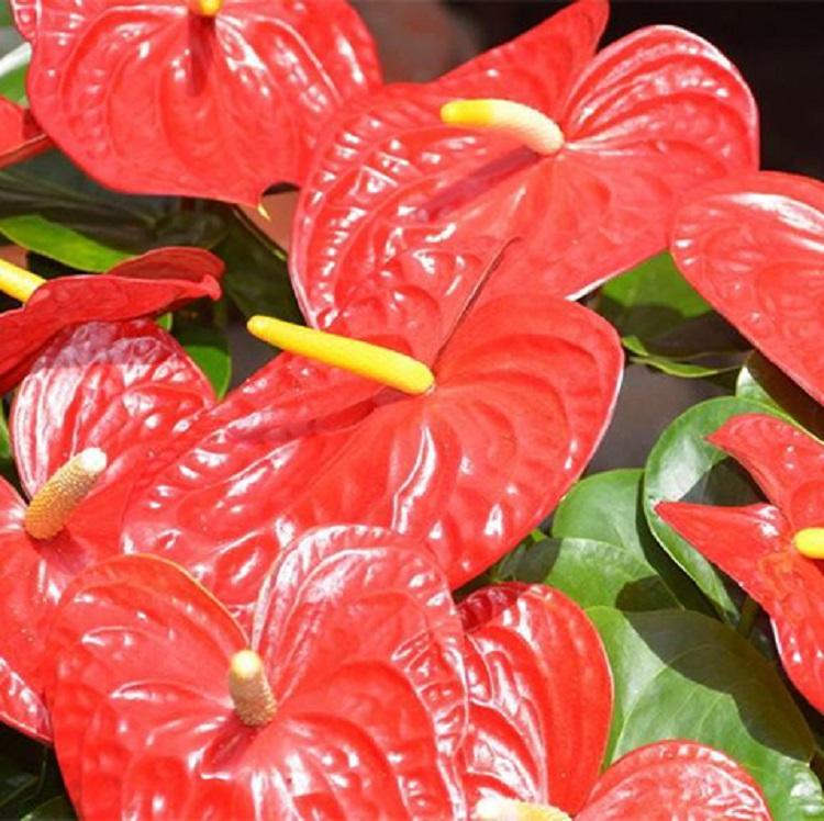 基地批发红掌盆栽 绿植盆栽红掌价格 【青州凯洋花卉】红掌培育