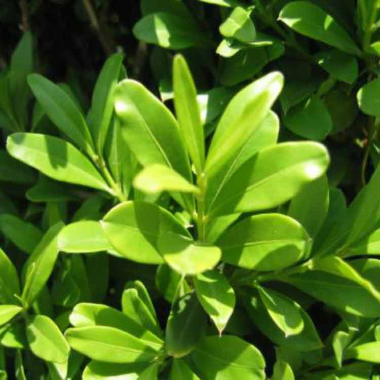 常见供应小叶黄杨的种植基地  瑞生园