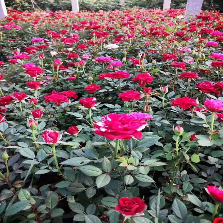 绿化 月季种植 丰花月季价格