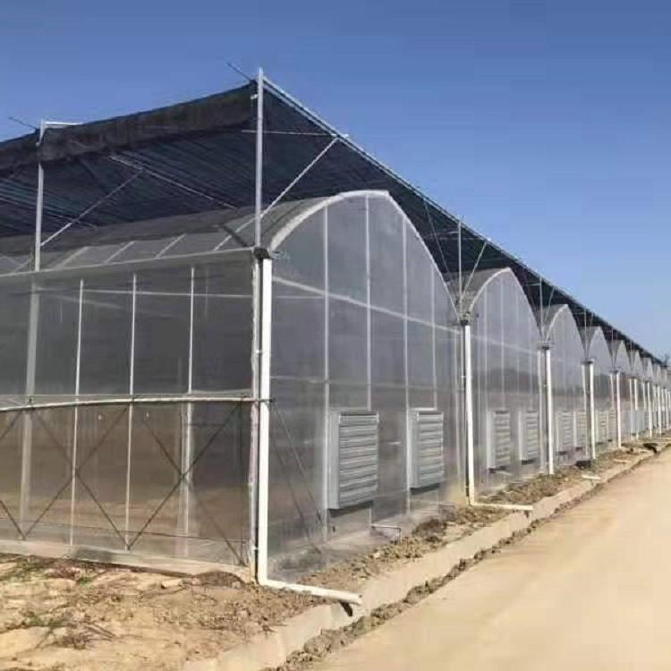 连体温室大棚建设公司   连体温室大棚造价  金和温室