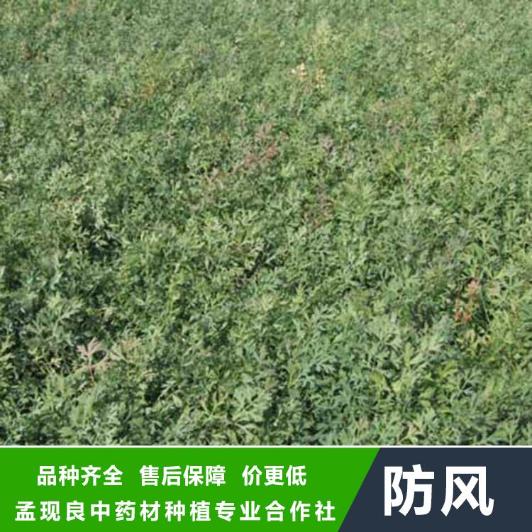 批发防风种子 供应回收鲜防风中药材 防风种植技术包教