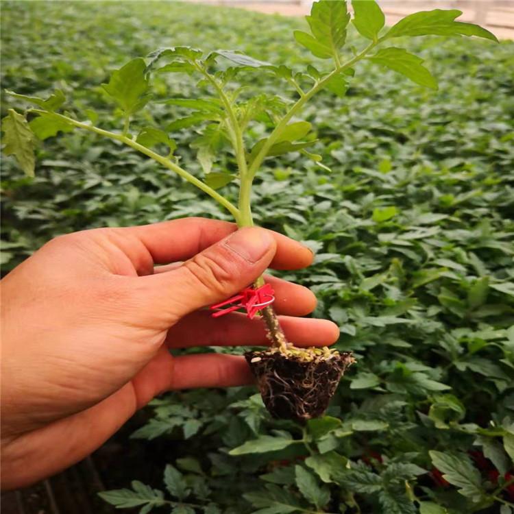 番茄种苗  嫁接西红柿苗  结果多果型大粉果西红柿种苗
