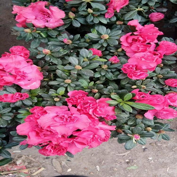 杜鹃花种植基地  杜鹃花报价