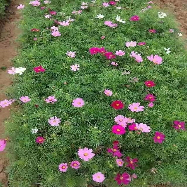 波斯菊种植基地  观赏草花供应  波斯菊