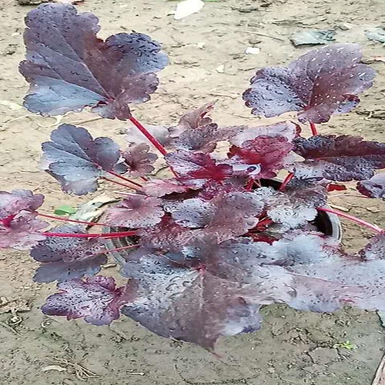 矾根种植基地  矾根批发价格